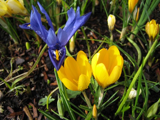 Krokus 
Krokus och Iris vid Björken.