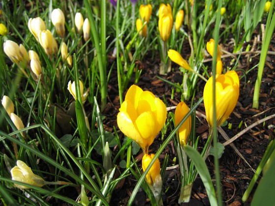 Krokus  
Krokus.  
2008-03-01 Bild 031  
Granudden  
Färjestaden  
Öland