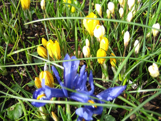 Krokus  
Krokus och Iris vid Björken.  
2008-03-01 Bild 032  
Granudden  
Färjestaden  
Öland