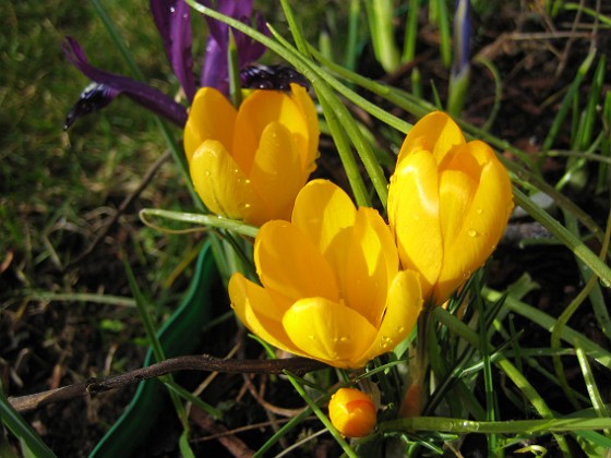 Krokus  
Krokus.  
2008-03-01 Bild 033  
Granudden  
Färjestaden  
Öland