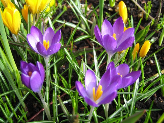 Krokus  
Krokus.  
2008-03-01 Bild 034  
Granudden  
Färjestaden  
Öland