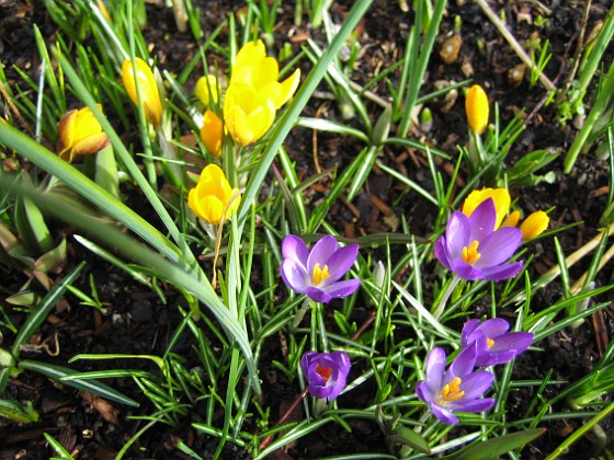 Krokus  
Krokus.  
2008-03-01 Bild 035  
Granudden  
Färjestaden  
Öland