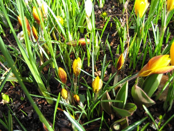 Krokus  
Krokus.  
2008-03-01 Bild 036  
Granudden  
Färjestaden  
Öland