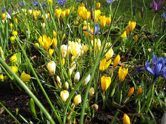 Krokus { Krokus och Iris vid Björken. } 