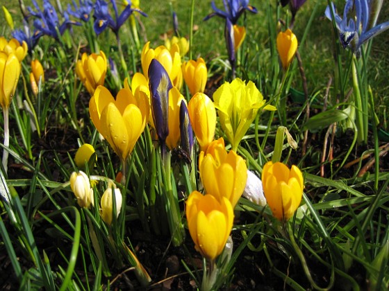 Krokus 
Krokus och Iris vid Björken.