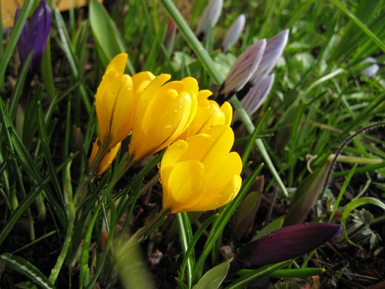 Krokus  
Krokus vid altanen.  
2008-03-01 Bild 052  
Granudden  
Färjestaden  
Öland