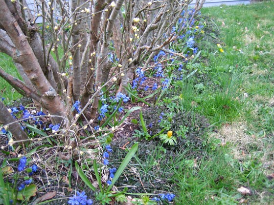 Scilla  
  
2008-04-12 Bild 043  
Granudden  
Färjestaden  
Öland