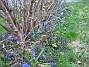 Scilla  
  
2008-04-12 Bild 043