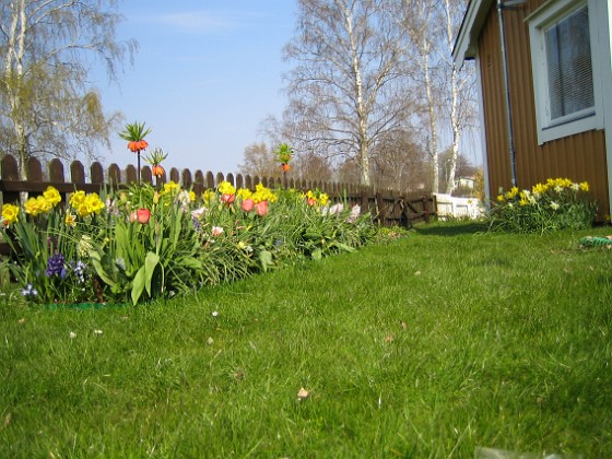 Påskliljor  
  
2008-04-26 Bild 094  
Granudden  
Färjestaden  
Öland