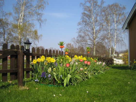 Påskliljor  
  
2008-04-26 Bild 097  
Granudden  
Färjestaden  
Öland