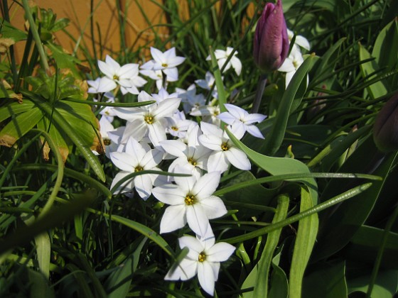 Triteleia 
