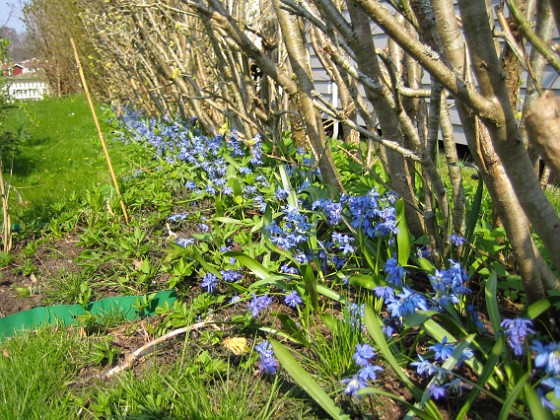 Scilla  
  
2008-04-26 Bild 105  
Granudden  
Färjestaden  
Öland