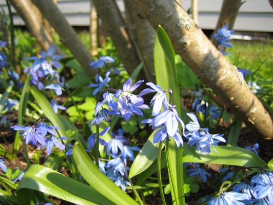 Scilla