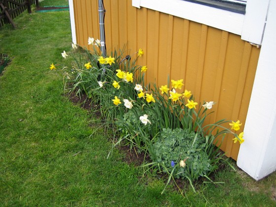 Påskliljor  
  
2008-05-01 Bild 022  
Granudden  
Färjestaden  
Öland