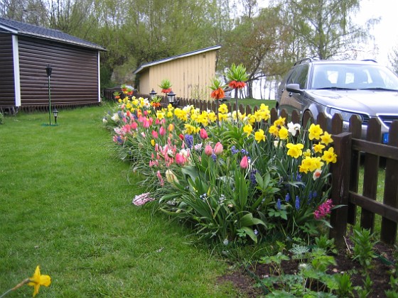 Tulpaner  
  
2008-05-01 Bild 058  
Granudden  
Färjestaden  
Öland