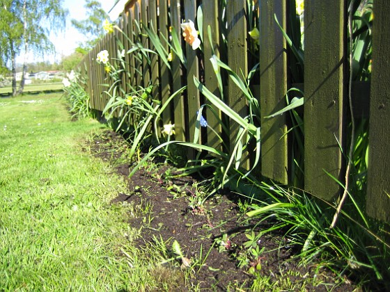 På utsidan har jag satt bl a Regnbågslupin.  
2008-05-08 Bild 002  
Granudden  
Färjestaden  
Öland