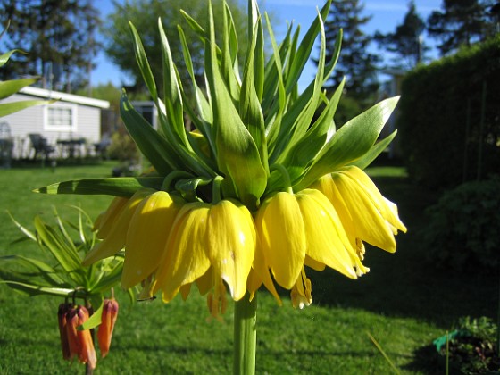 Kejsarkrona  
En Fritilaria Imperialis 'Lutea' - Gul Kejsarkrona.  
2008-05-08 Bild 005  
Granudden  
Färjestaden  
Öland