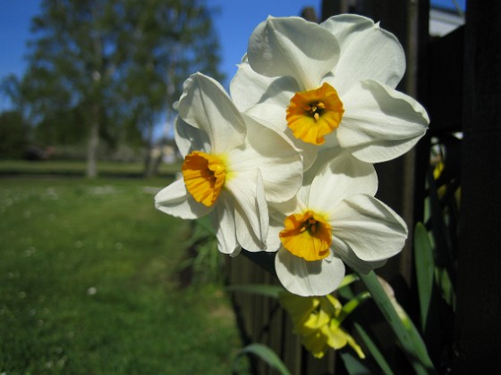 Narcisser 
Vackra flerblommiga Narcisser.