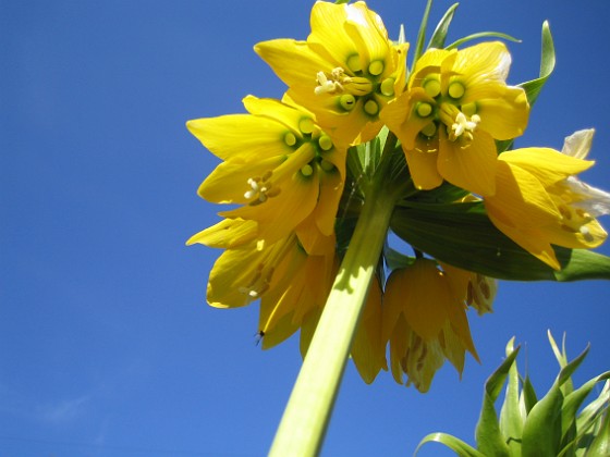 Kejsarkrona { En Fritilaria Imperialis 'Lutea' - Gul Kejsarkrona. } 