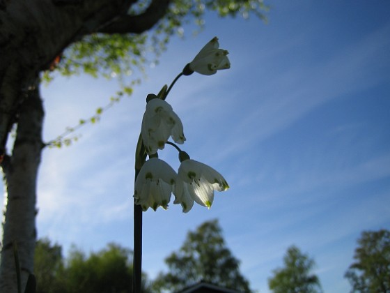 Sommarsnöklocka 
Leucojum Aestivum, aka Sommarsnöklocka.