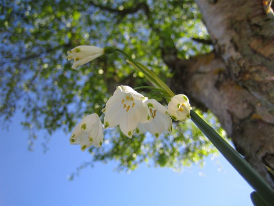 Sommarsnöklocka 
Leucojum Aestivum, aka Sommarsnöklocka.