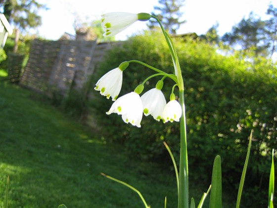 Sommarsnöklocka  
Leucojum Aestivum, aka Sommarsnöklocka.  
2008-05-08 Bild 053  
Granudden  
Färjestaden  
Öland