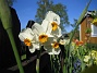 Vackra flerblommiga Narcisser. (2008-05-08 Bild 003)