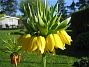 En Fritilaria Imperialis 'Lutea' - Gul Kejsarkrona. (2008-05-08 Bild 005)