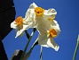 Vackra flerblommiga Narcisser. (2008-05-08 Bild 010)