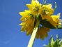 Kejsarkrona  
En Fritilaria Imperialis 'Lutea' - Gul Kejsarkrona.  
2008-05-08 Bild 011