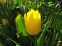 Tulpan. (2008-05-08 Bild 016)