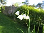 Sommarsnöklocka  
Leucojum Aestivum, aka Sommarsnöklocka.  
2008-05-08 Bild 053