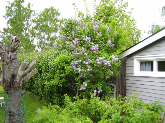 Syren  
  
2008-05-17 Bild 075  
Granudden  
Färjestaden  
Öland