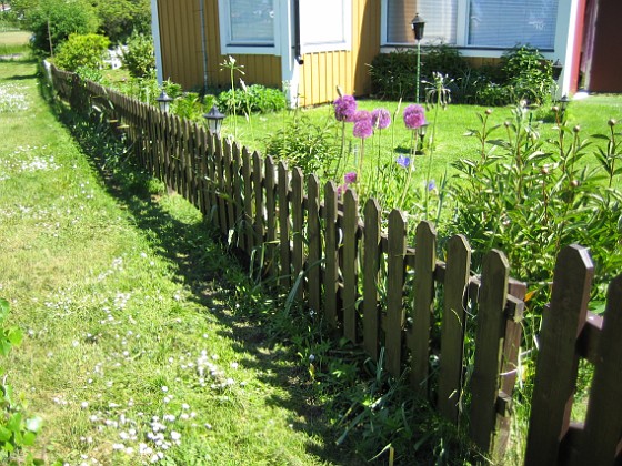 Allium  
  
2008-06-01 Bild 003  
Granudden  
Färjestaden  
Öland