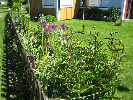 Allium  
  
2008-06-01 Bild 004  
Granudden  
Färjestaden  
Öland