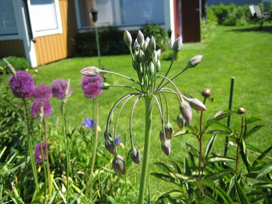 Allium 
