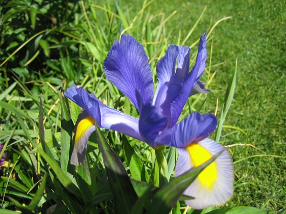 Iris  
  
2008-06-01 Bild 014  
Granudden  
Färjestaden  
Öland