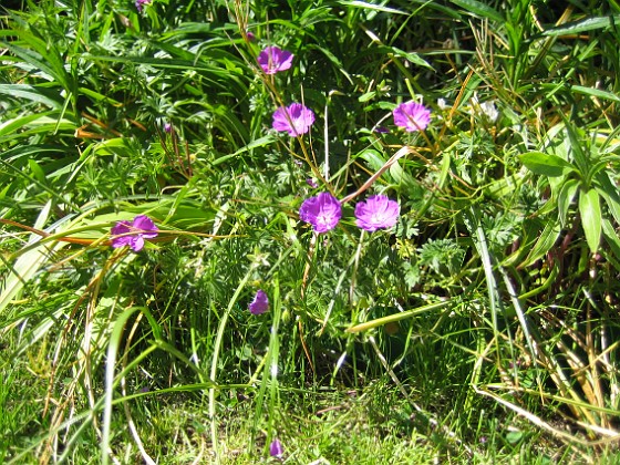 Blodnäva  
  
2008-06-01 Bild 054  
Granudden  
Färjestaden  
Öland