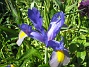 Iris  
  
2008-06-01 Bild 013