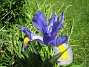 Iris  
  
2008-06-01 Bild 014