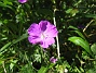  (2008-06-01 Bild 055)