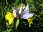 Iris  
  
2008-06-07 Bild 015