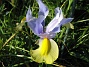 Iris  
  
2008-06-07 Bild 017