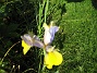 Iris  
  
2008-06-07 Bild 036