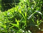  (2008-06-07 Bild 093)