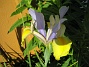 Iris  
  
2008-06-07 Bild 107