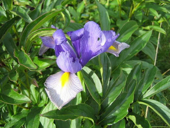 Iris  
  
2008-06-20 Bild 013  
Granudden  
Färjestaden  
Öland