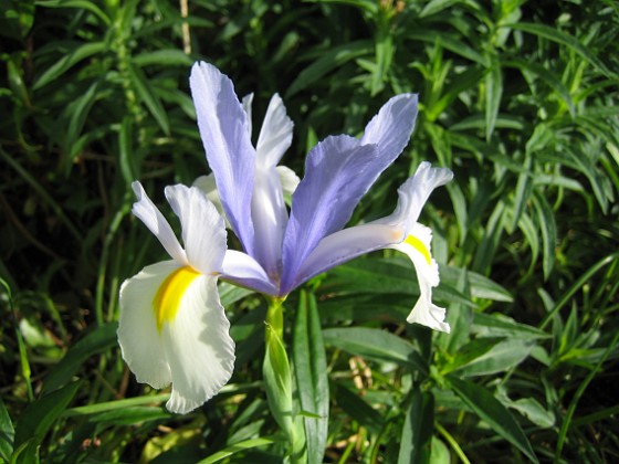 Iris {  } 