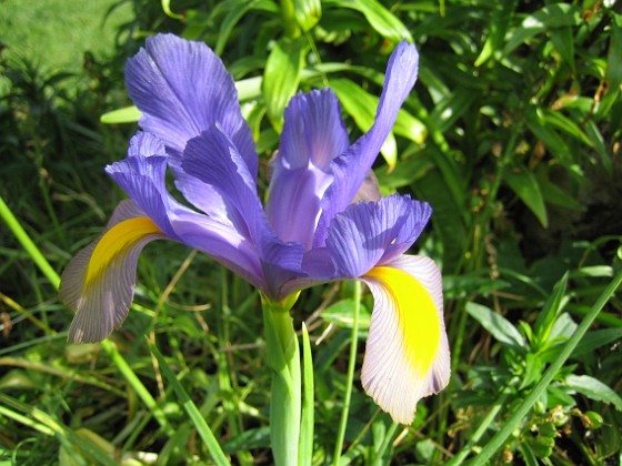 Iris 
