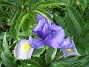 Iris  
  
2008-06-20 Bild 007